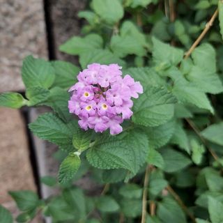 ランタナ　紫　挿し木　10本(プランター)