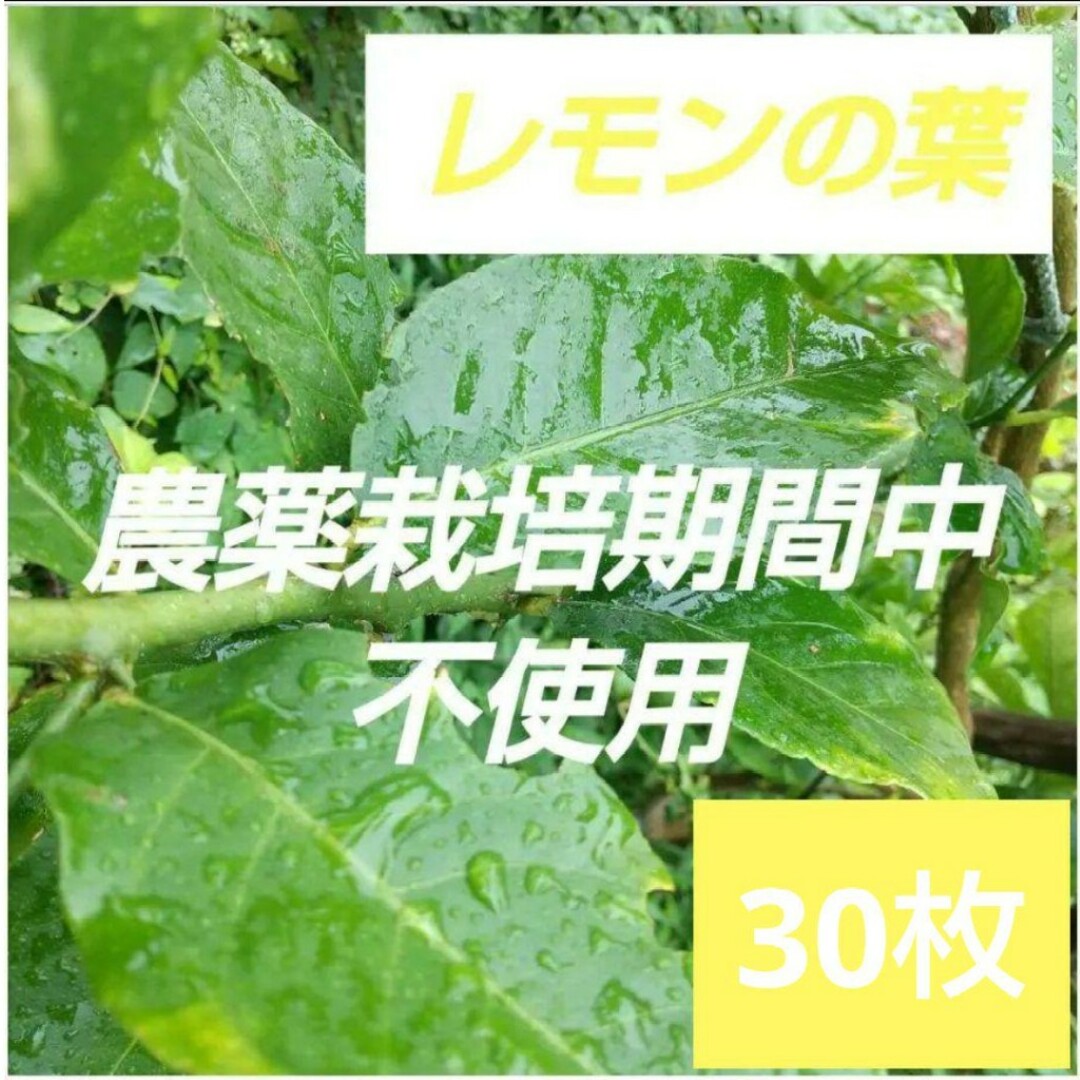 栽培中農薬不使用レモンの葉 アゲハ - 虫類用品