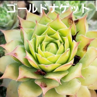 多肉植物 センペルビウム ゴールドナゲット 1つ(その他)