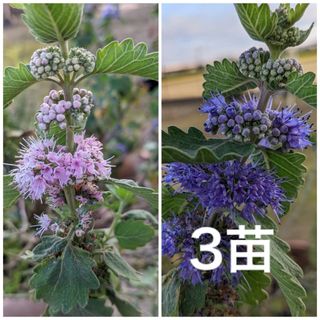 ダンギク　段菊　　根付き抜き苗　3苗　（ピンク・紫　これから花が咲きます）(プランター)