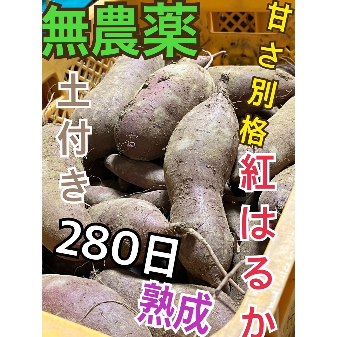 jtgp様専用　べにはるか　土付き 食品/飲料/酒の食品(野菜)の商品写真