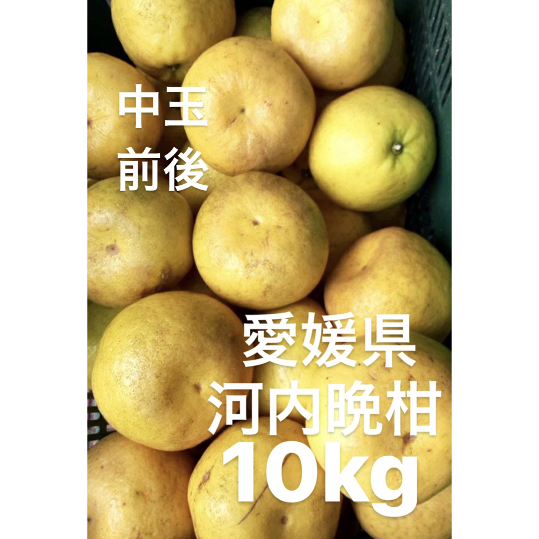 愛媛県産　宇和ゴールド　河内晩柑　10kg 食品/飲料/酒の食品(フルーツ)の商品写真