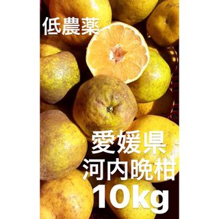 愛媛県産　低農薬　宇和ゴールド　河内晩柑　10kg(フルーツ)