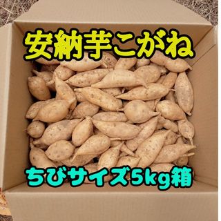 安納芋こがねちびサイズ5kg(種子島産)(野菜)