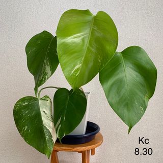 アナの通販 2,000点以上(ハンドメイド) | お得な新品・中古・未使用