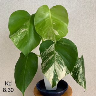 アナの通販 2,000点以上(ハンドメイド) | お得な新品・中古・未使用