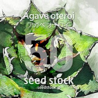 アガベの種 オテロイ Agave oteroi 500粒