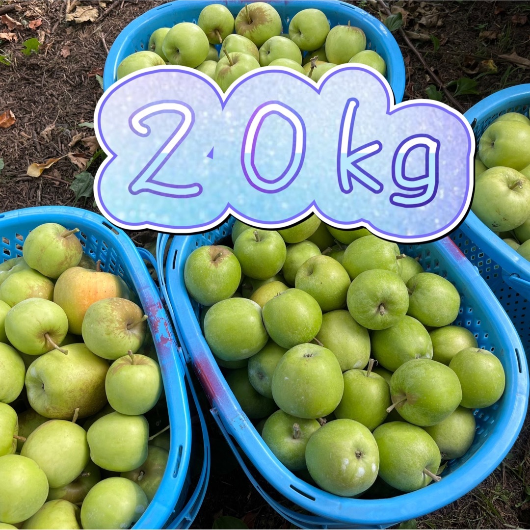 20kg×3箱 摘果りんご - 果物