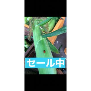 まーさん^ - ^専用８０サイズ^ - ^(野菜)