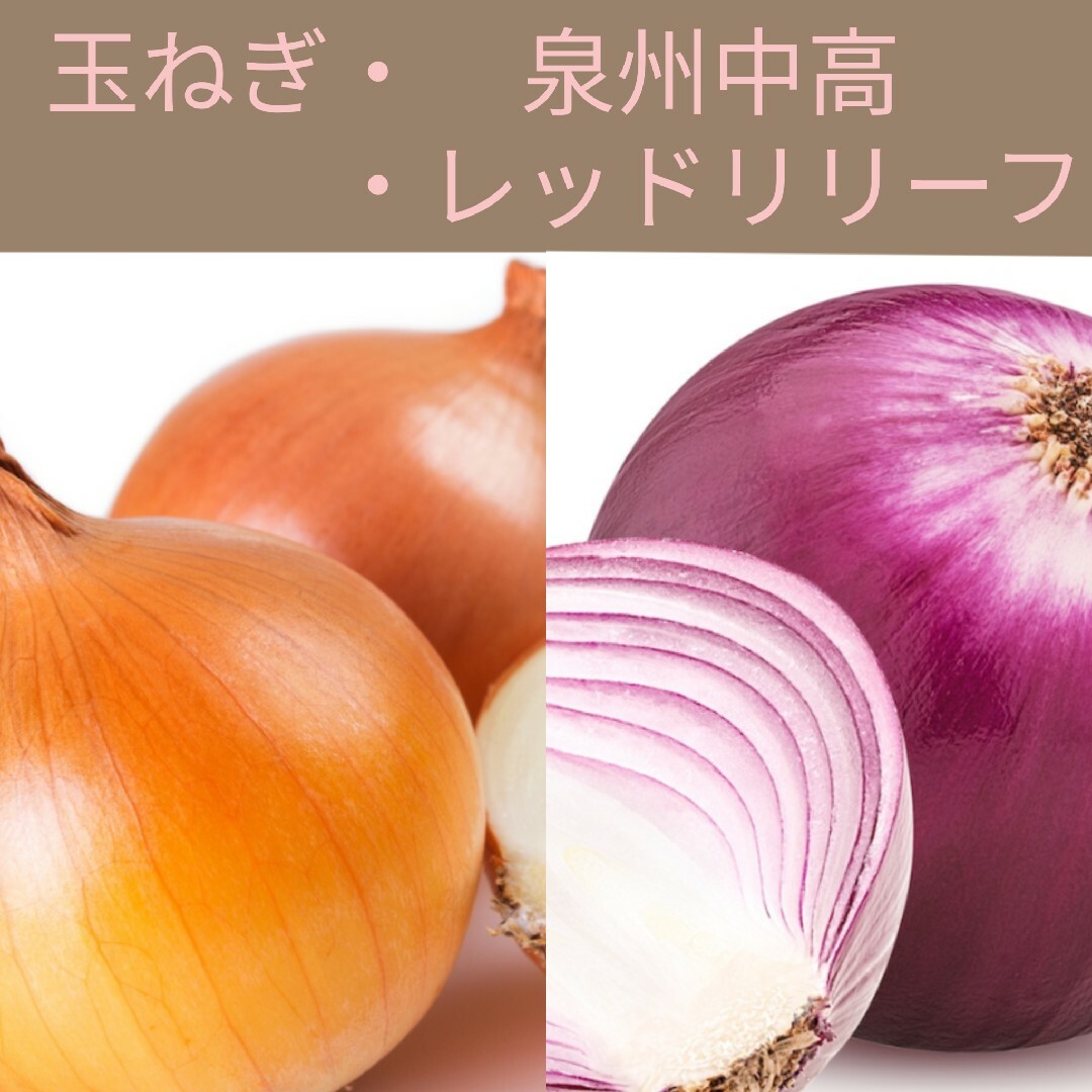 200粒　定番野菜　✦玉ねぎ２色セット✦　野菜の種 ハンドメイドのフラワー/ガーデン(その他)の商品写真