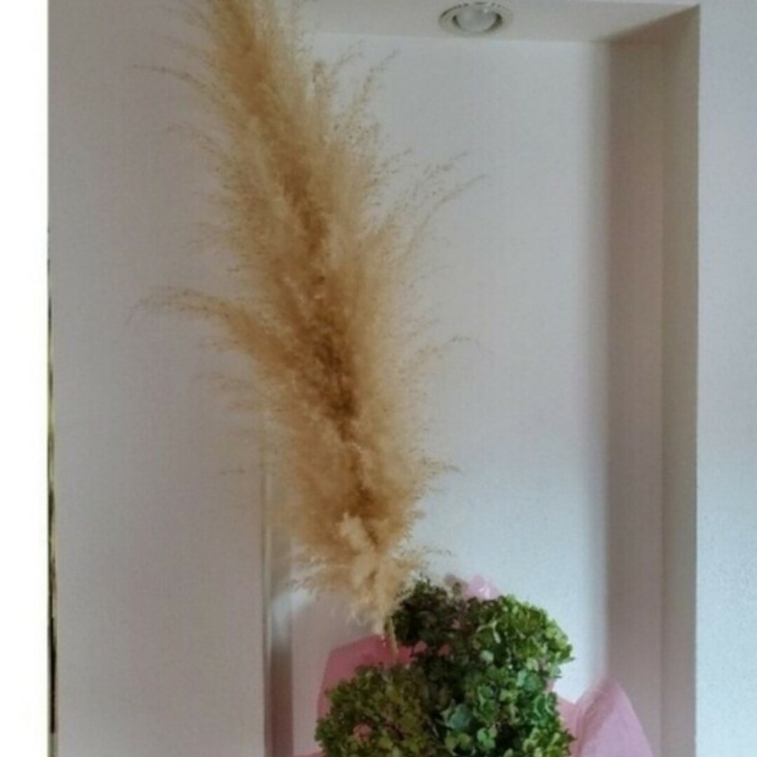 パンパスグラス 種子 100粒 ① ハンドメイドのフラワー/ガーデン(ドライフラワー)の商品写真