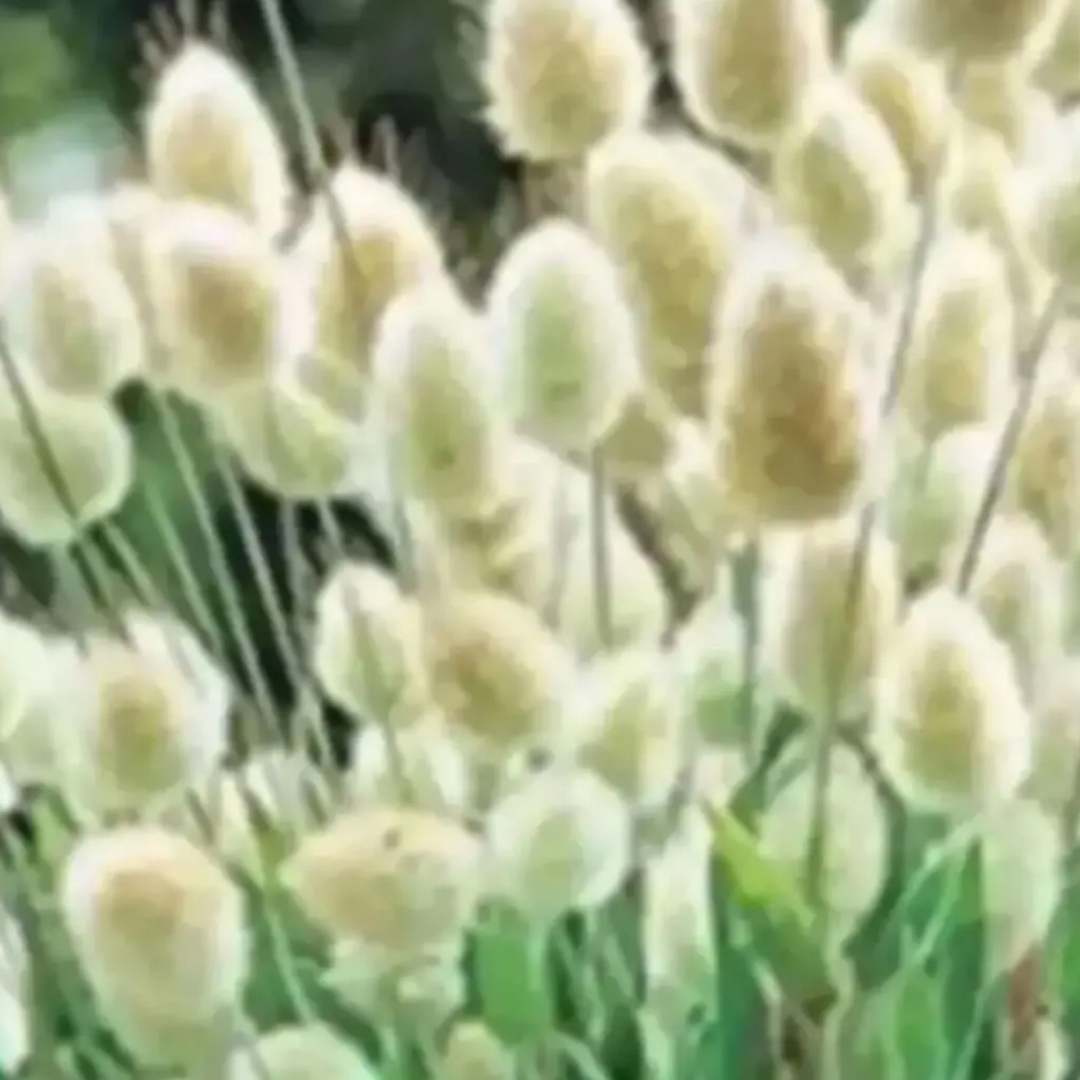 ラグラスバニーテールの種　秋まき種　花の種 ハンドメイドのフラワー/ガーデン(プランター)の商品写真