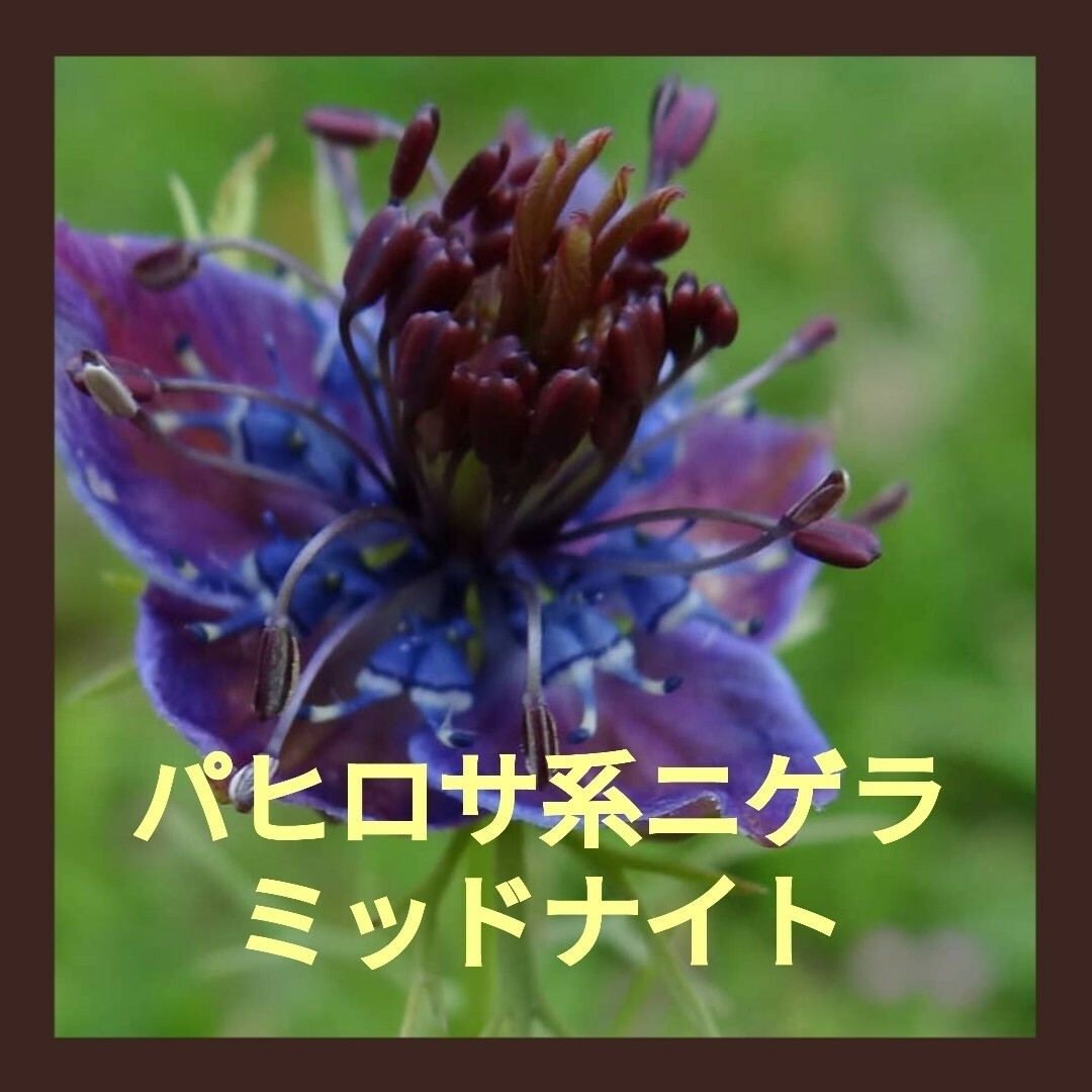25粒　夜空のようなブルー　鑑賞価値の高いパヒロサ系ニゲラ✦ミッドナイト✦花の種 ハンドメイドのフラワー/ガーデン(その他)の商品写真