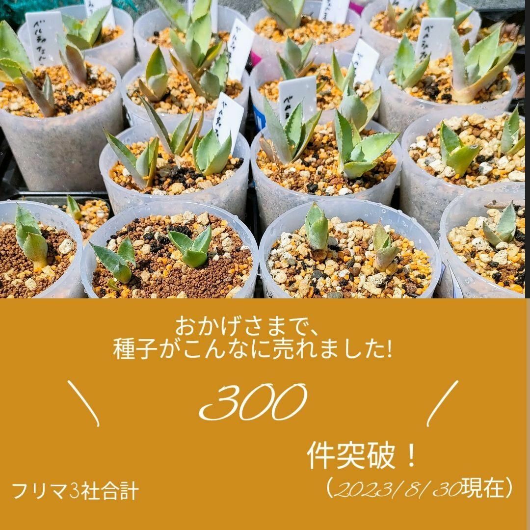 【即購入可】アガベ　チタノタドワーフの種子　30粒 ハンドメイドのフラワー/ガーデン(その他)の商品写真