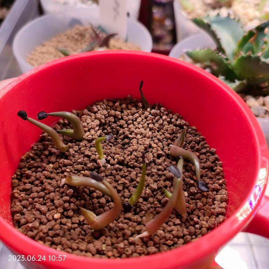 メルカリ便発送☆多肉植物アガベチタノタ(ロウルサンコさんチタノタ)の種子50粒