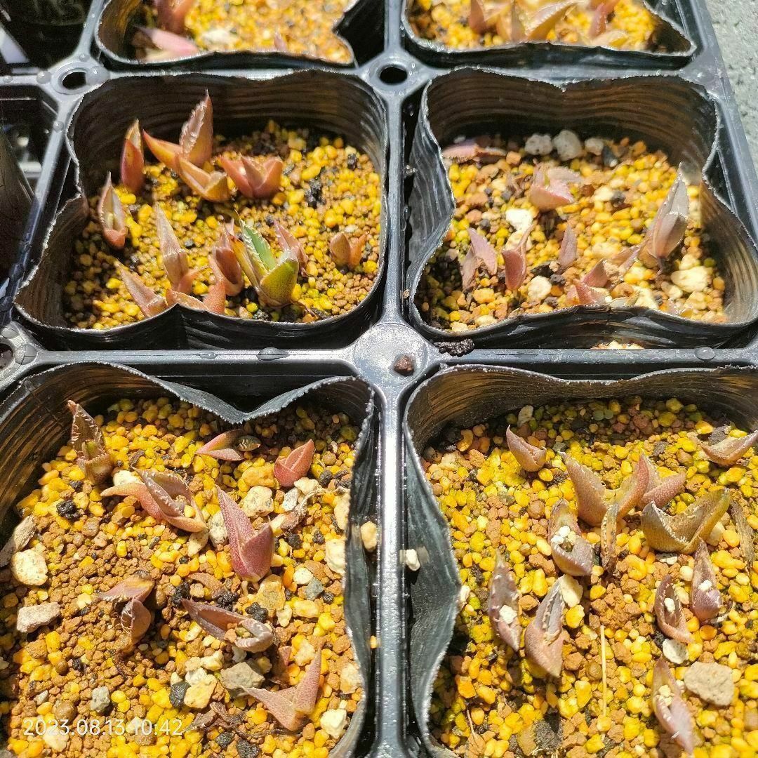 アガベ　チタノタドワーフの種子　20粒　オテロイの種子　20粒　セット ハンドメイドのフラワー/ガーデン(その他)の商品写真