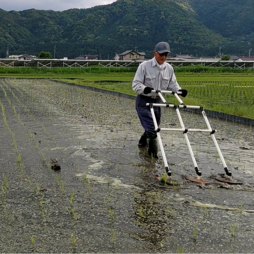 令和4年産☆特別栽培菜の花米☆10kg☆近江米コシヒカリ☆玄米・白米・分づき米の通販　盛盛's　by　shop｜ラクマ