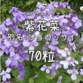 【ムラサキハナナのタネ】70粒 種子 種 紫花菜 ショカッサイ 切り花にも 花(その他)