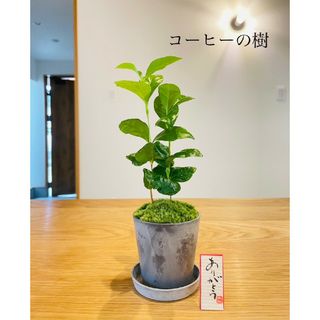 コーヒーの樹の苔盆栽(受け皿つき)(その他)