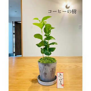 コーヒーの樹の苔盆栽(受け皿つき)(その他)