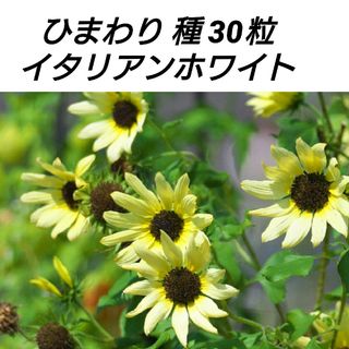 ひまわり イタリアンホワイト 種30粒(プランター)