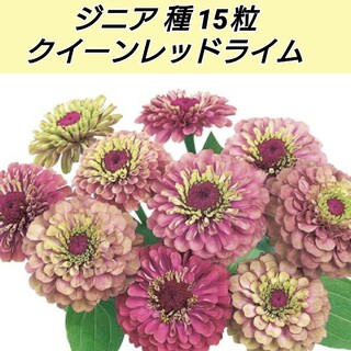 ジニア（百日草）クイーンレッドライム 花種15粒(ドライフラワー)