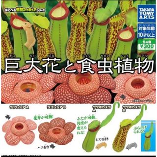 巨大花と食虫植物　全4種セット ウツボカズラ ラフレシア(その他)