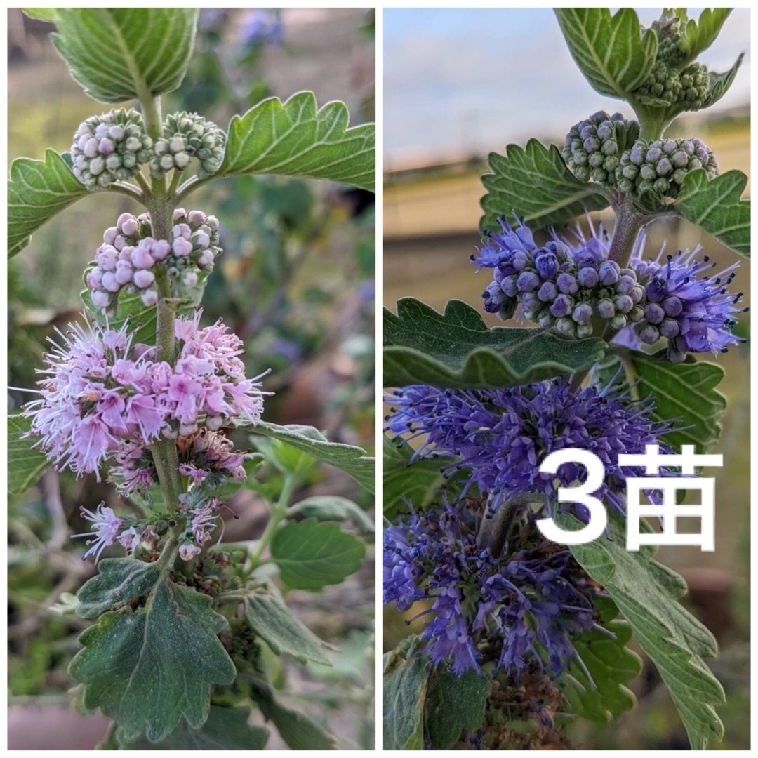 花苗　ダンギク　段菊　根付き　抜き苗　3苗（ピンク・紫　これから花が咲きます） ハンドメイドのフラワー/ガーデン(プランター)の商品写真