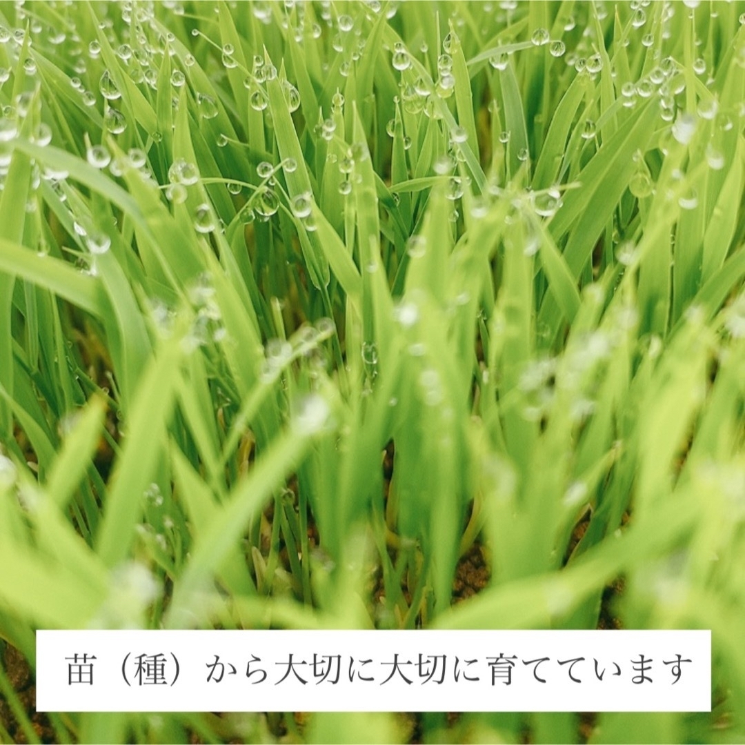 農薬節減・化学肥料不使用　令和5年新米　米/穀物　特別栽培米コシヒカリ　玄米20kg