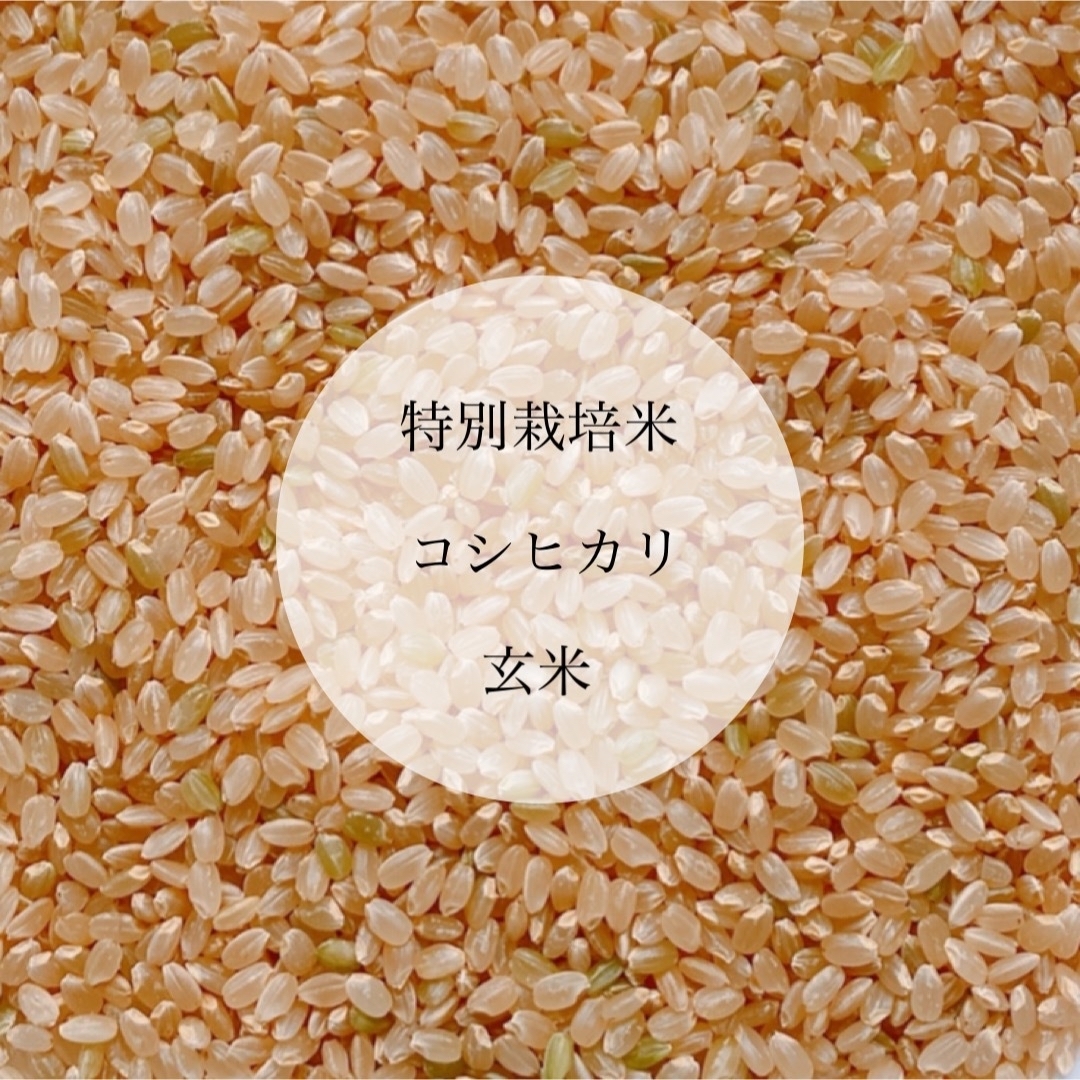 農薬節減・化学肥料不使用　精米20kg　特別栽培米コシヒカリ　令和5年新米　米/穀物
