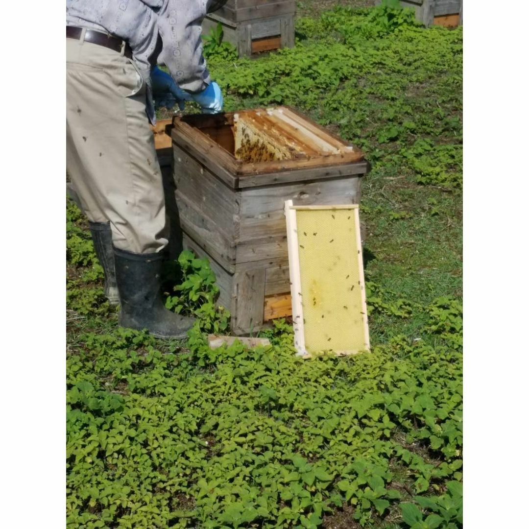 完熟 生蜂蜜　国産蜂蜜 純粋蜂蜜 無添加　非加熱　600グラム　6個