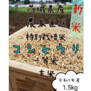 新米　玄米コシヒカリ 　1.5kg　一升　令和5年　お米　白米　精米　 茨城県産(米/穀物)