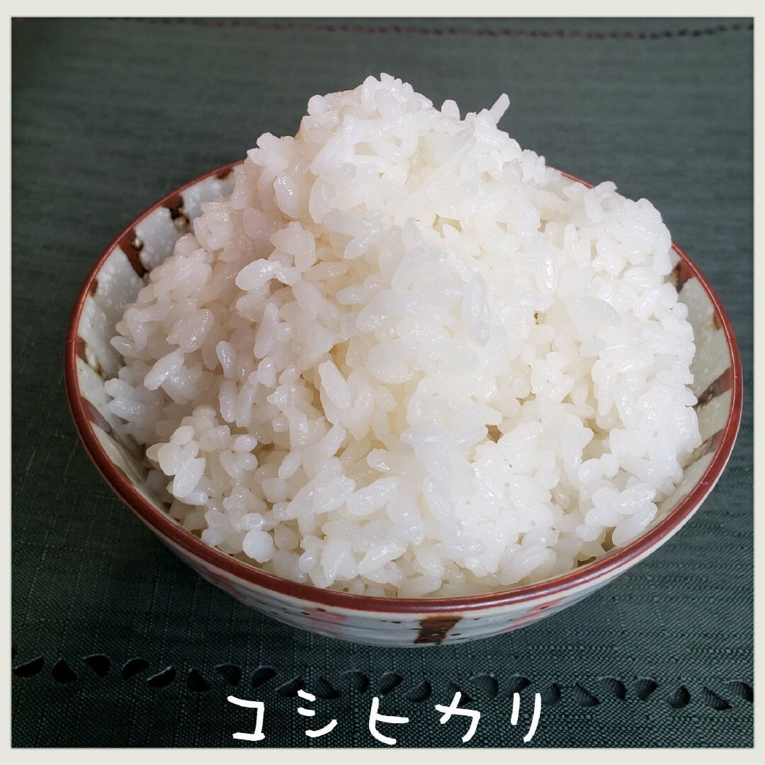 新米　お米　関東圏　米/穀物　玄米コシヒカリ　30キロ　精米　令和5年　白米　茨城県産