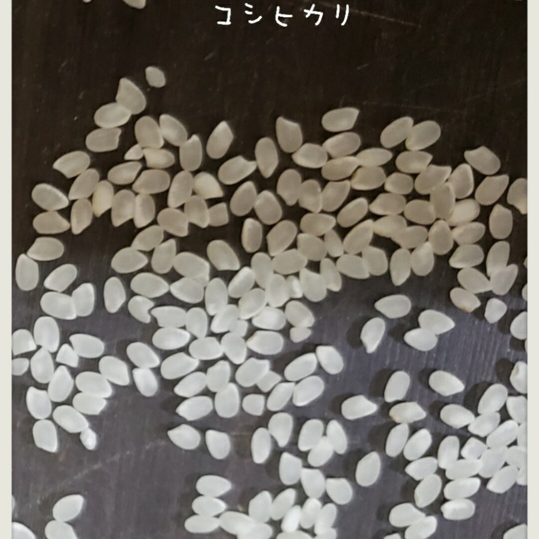 新米　玄米コシヒカリ 　30キロ　令和5年　お米　白米　精米　 茨城県産　関東圏 食品/飲料/酒の食品(米/穀物)の商品写真