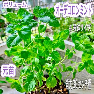 オーデコロンミント　元苗　ボリューム　しっかり　コロンのような香り　虫除け　癒し(その他)