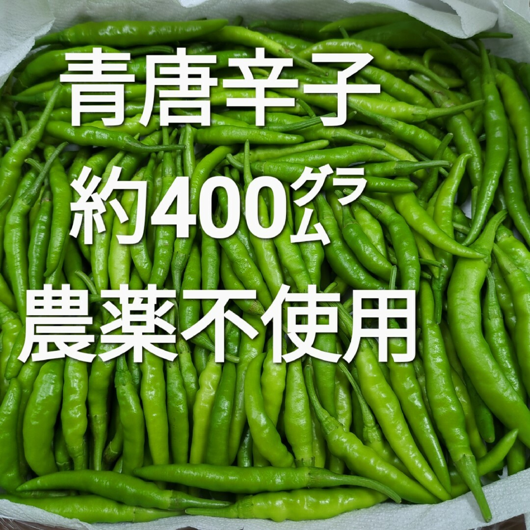 青唐辛子 約400㌘ 農薬不使用 食品/飲料/酒の食品(野菜)の商品写真