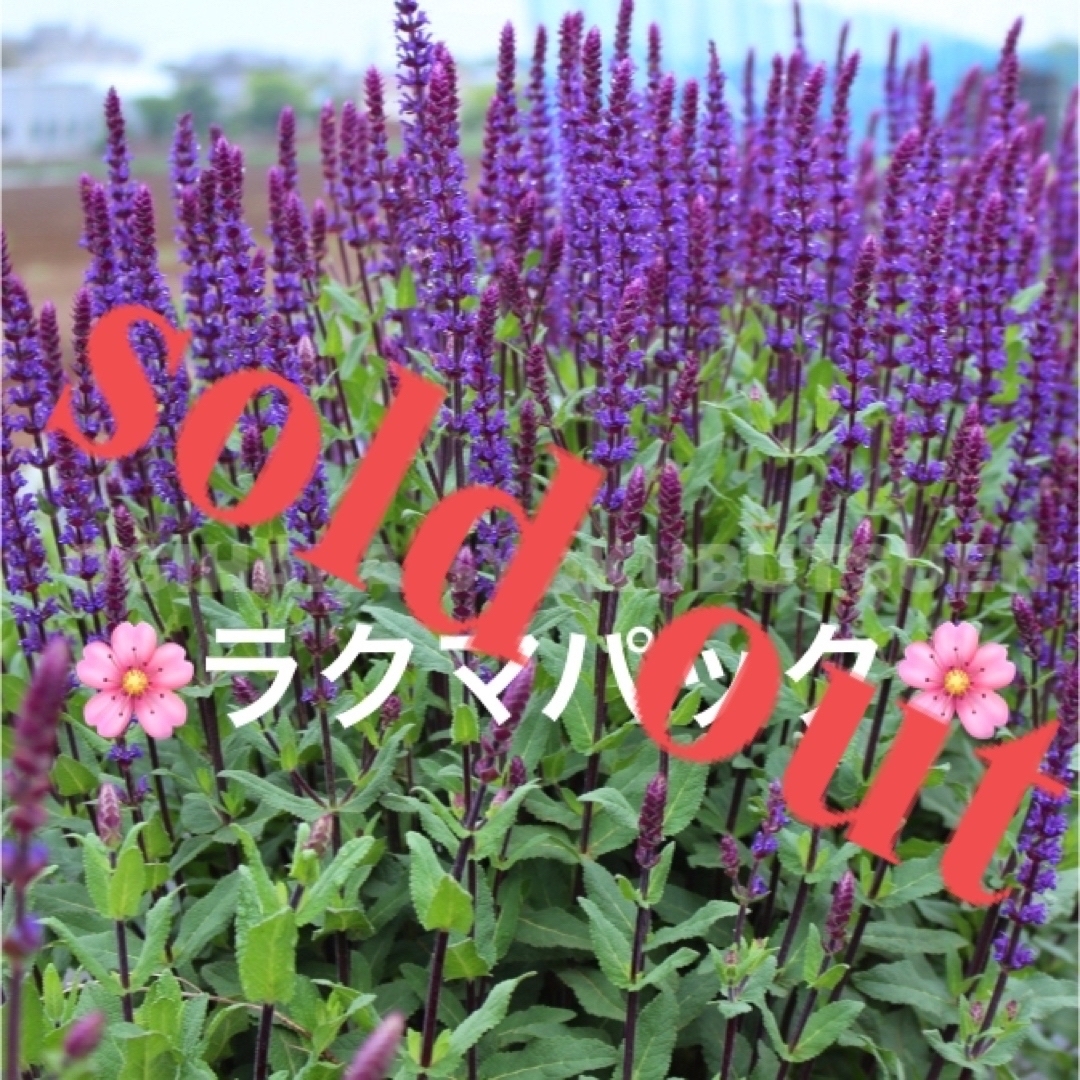 ????sold out????《サルビア　ネモローサ　カラドンナ苗　複数株植え　宿根草》ハンドメイド