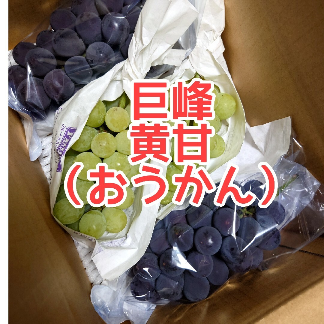 巨峰　黄甘（おうかん）稀少種　各２房　家庭用房　長野県産 食品/飲料/酒の食品(フルーツ)の商品写真