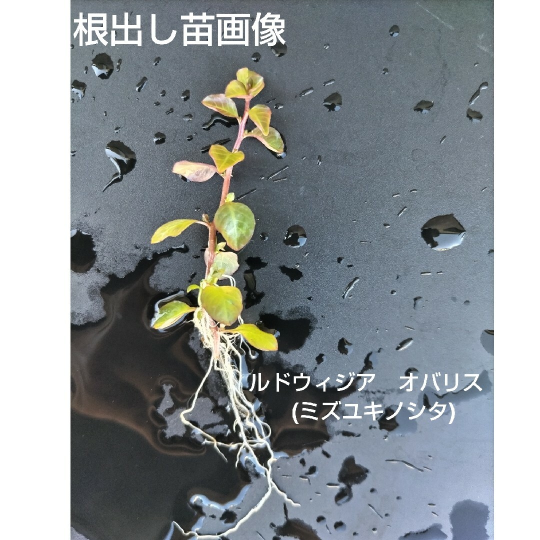 水草（水上葉）メダカ・ビオトープセット その他のペット用品(アクアリウム)の商品写真