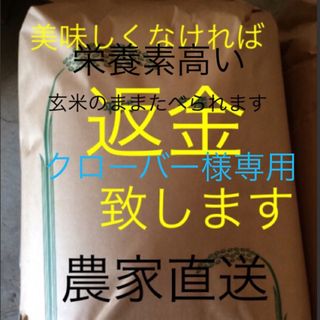 クローバー様専用　15日　新米無農薬純こしひかり30㎏ 玄米(米/穀物)