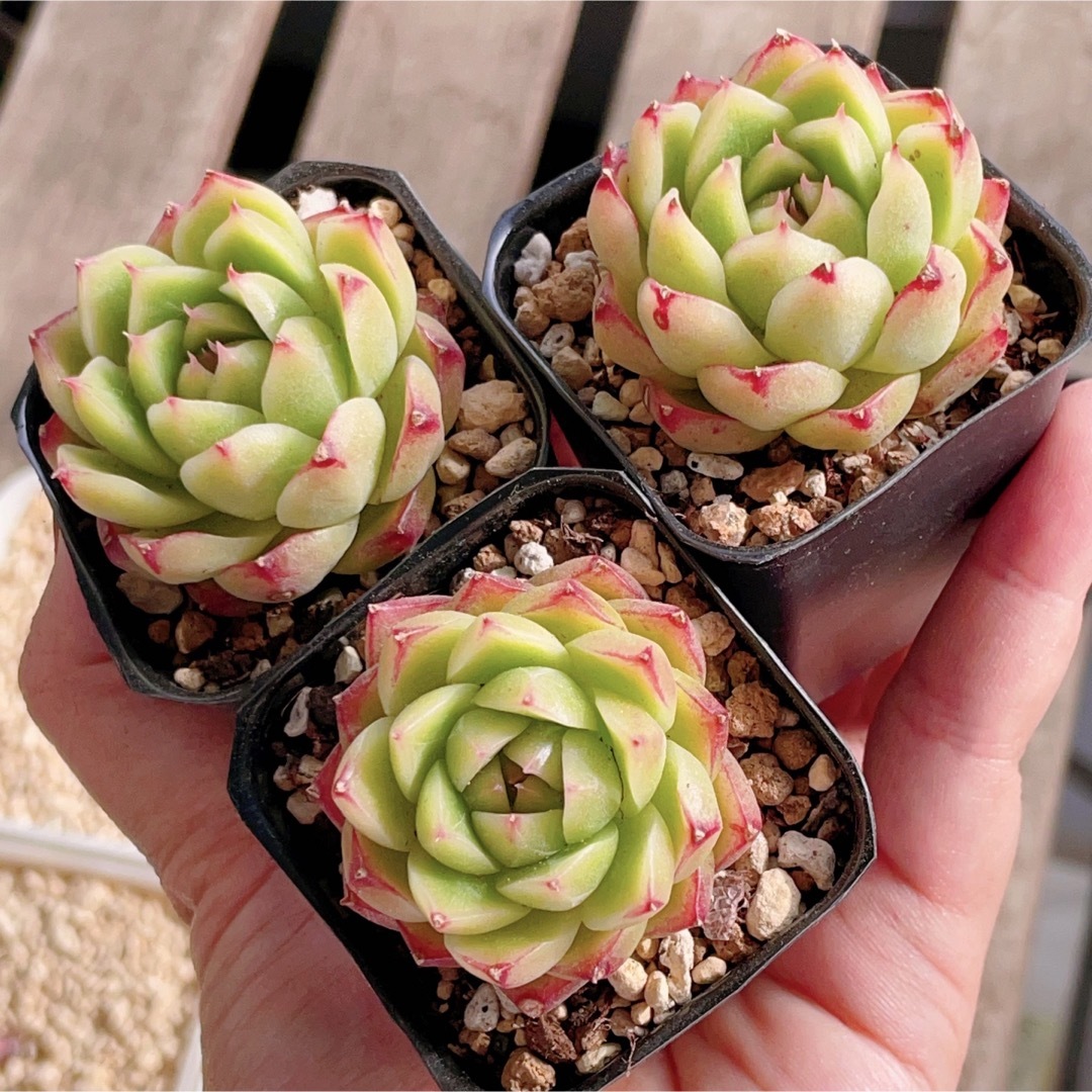 フェニックスファイヤー 抜き苗 多肉植物の通販 by momo's shop フェニックスファイヤー 抜き苗 多肉植物の通販 by momo's shop
