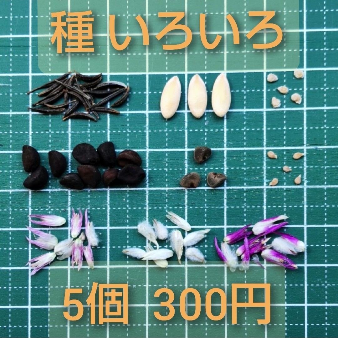 【RS様専用】種 いろいろ 8種選択 ハンドメイドのフラワー/ガーデン(その他)の商品写真