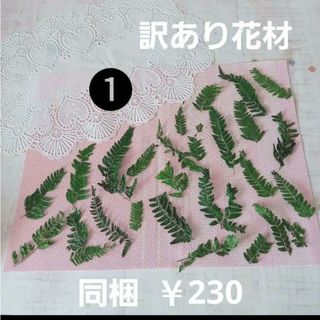 【訳あり】花材  ヒメワラビ(ドライフラワー)