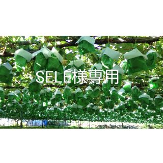 SELE様専用ページ！(フルーツ)