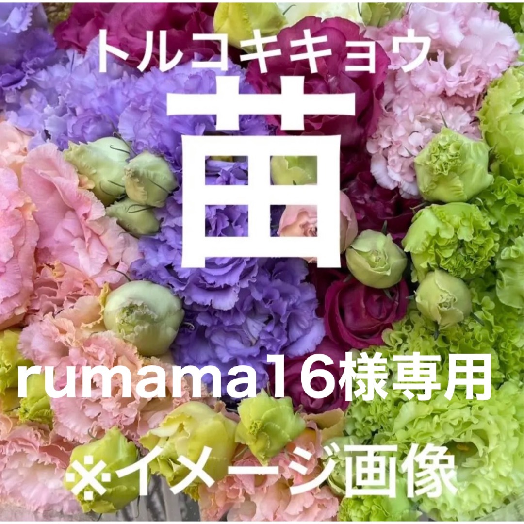 rumama16様専用　トルコキキョウ　ユーストマ苗　色々ミックス3セット ハンドメイドのフラワー/ガーデン(その他)の商品写真