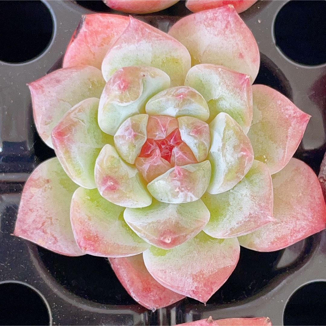 ピンクダイヤモンド　多肉植物 ハンドメイドのフラワー/ガーデン(その他)の商品写真