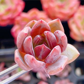 レッドワインシャンペン　小　エケベリア　多肉植物(その他)