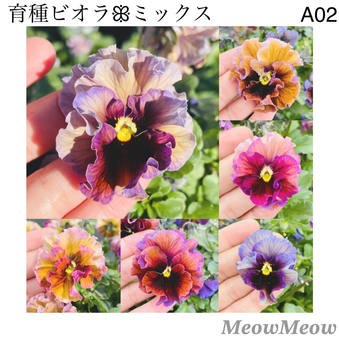 【A02】MeowMeow交配 フリルビオラの種 混合 30粒 ハンドメイドのフラワー/ガーデン(その他)の商品写真