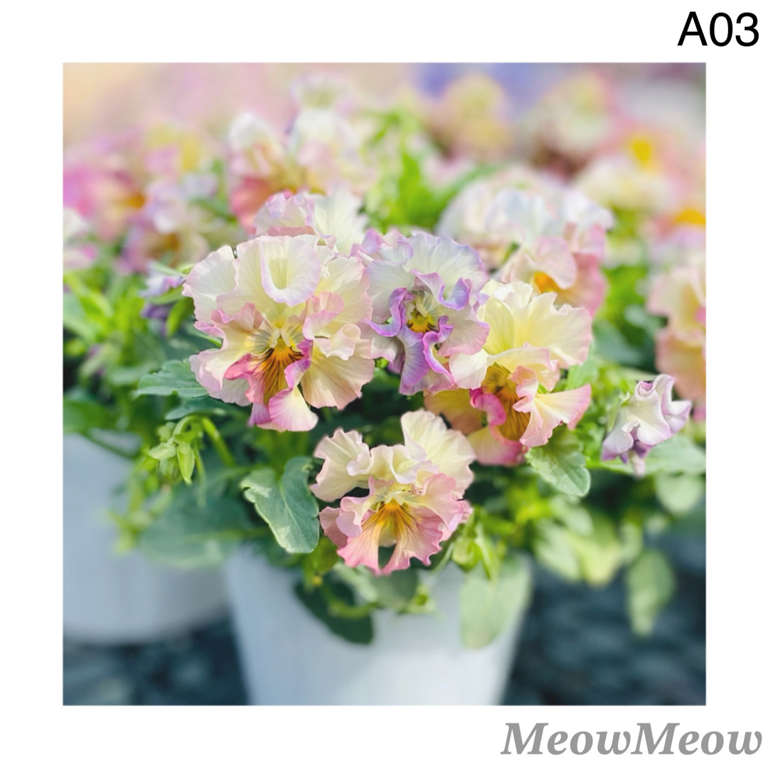 【A03】MeowMeow交配 フリルパンジーの種 混合 30粒 ハンドメイドのフラワー/ガーデン(その他)の商品写真