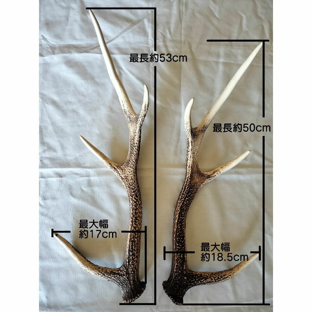 天然! 鹿の角 1対 釣り具 シカの角 ツノ ホンシュウ鹿